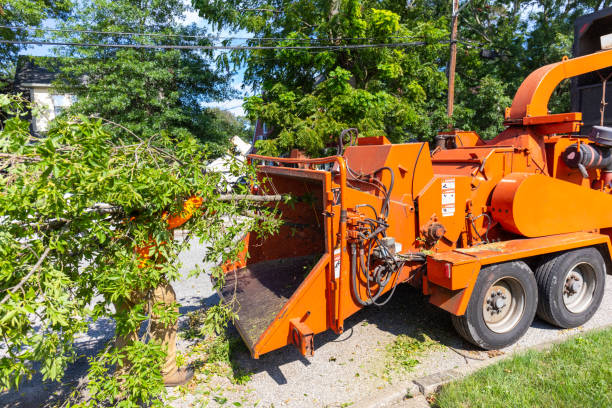 Best Tree Clearing Services  in USA